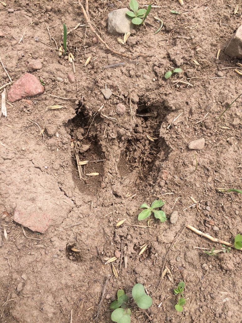 Whitetail Tracks